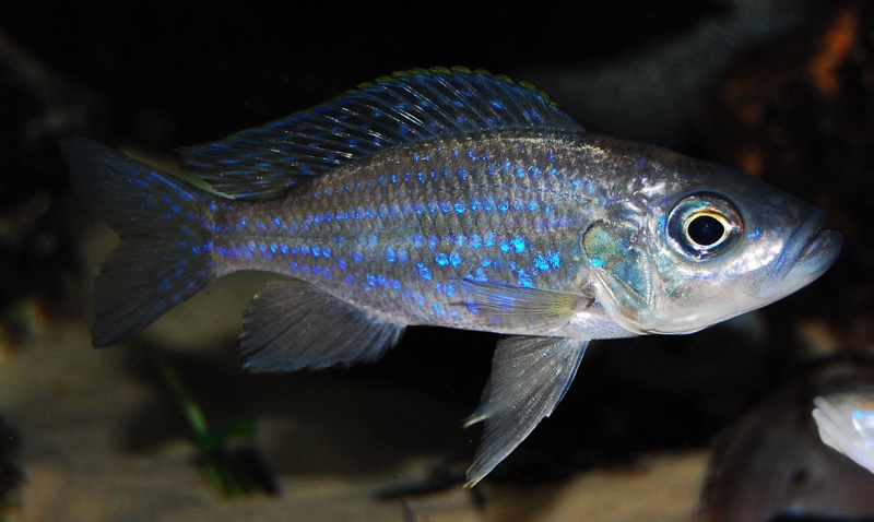 Aulonocranus dewindti